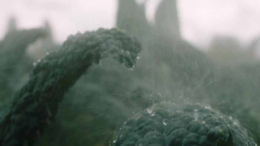 Water is spraying on the crops