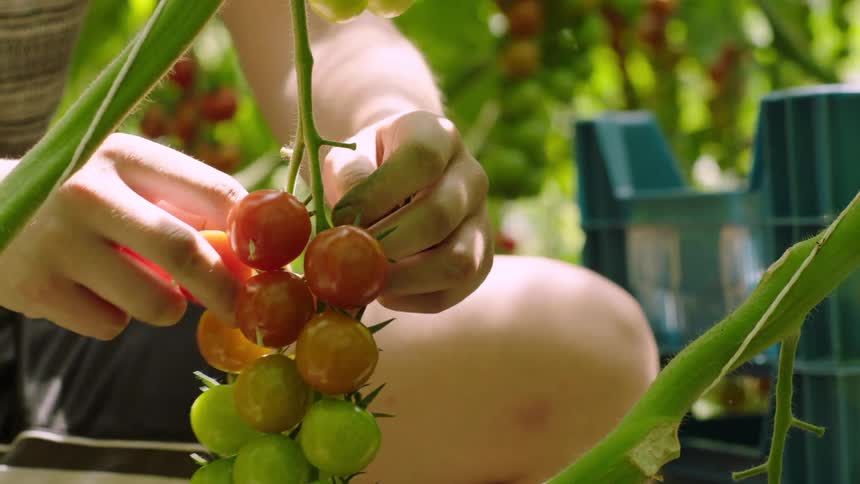 Pair of hands of a person picking fresh tomatoes