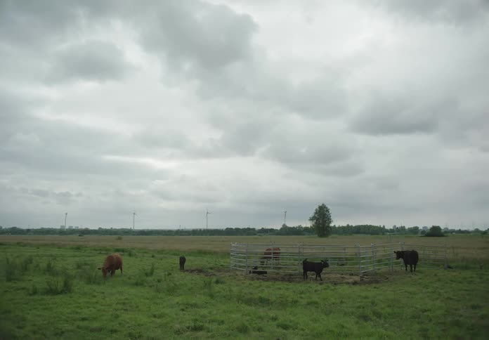 Many cows are in the pasture