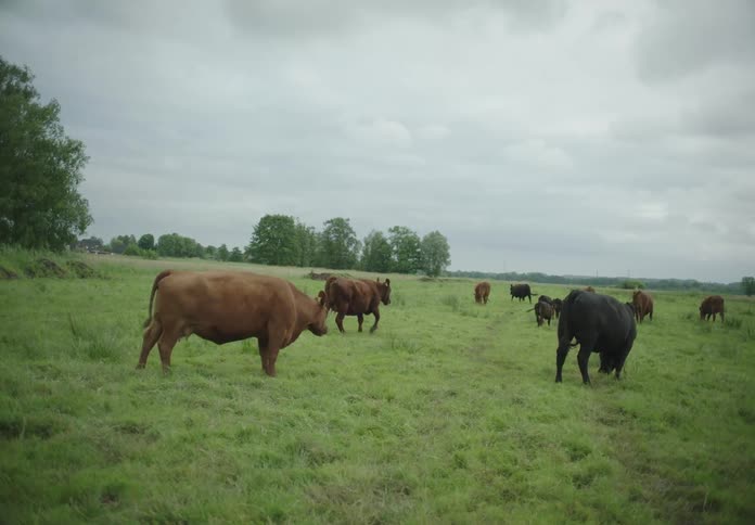 A herd of cows are grazing on the pasture