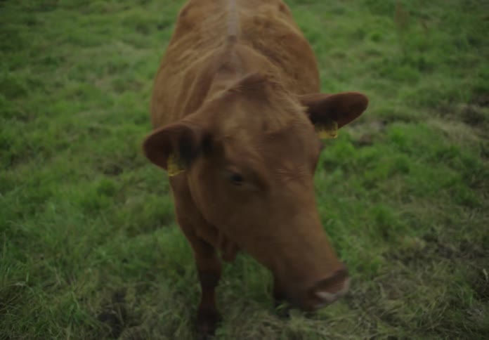 A brown cow looks around
