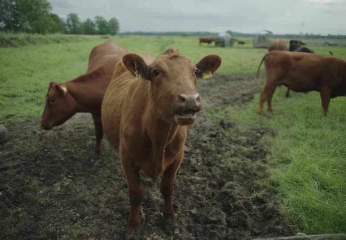 Cows graze in a field