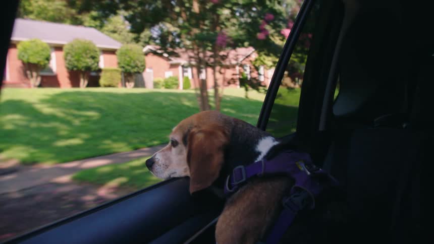Dog with its head in the window of a moving car