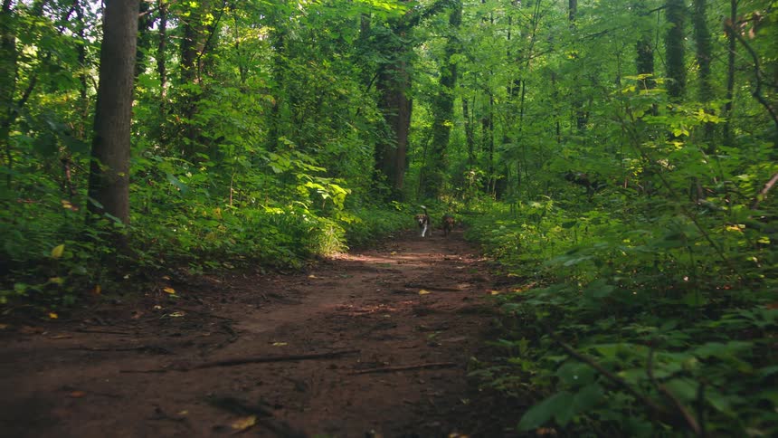 Two dogs one white with dark patches and the other brown and black walk along a dirt path in a lush green forest