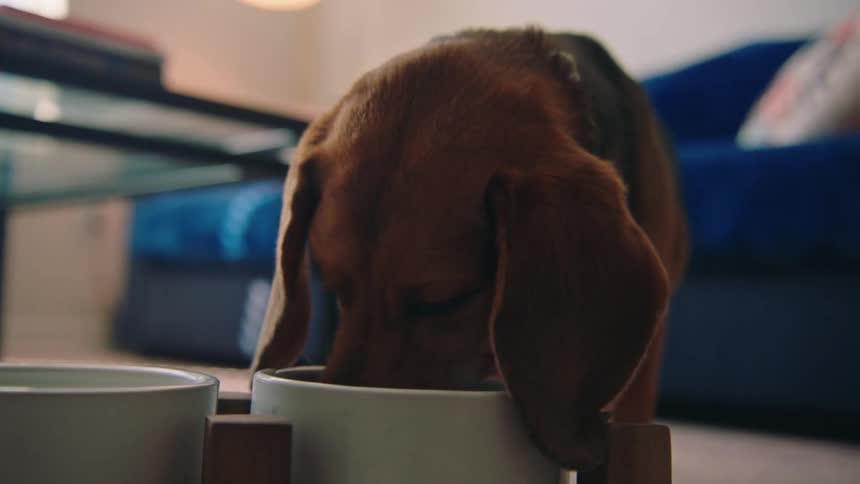 Dog in a living room eating dog food