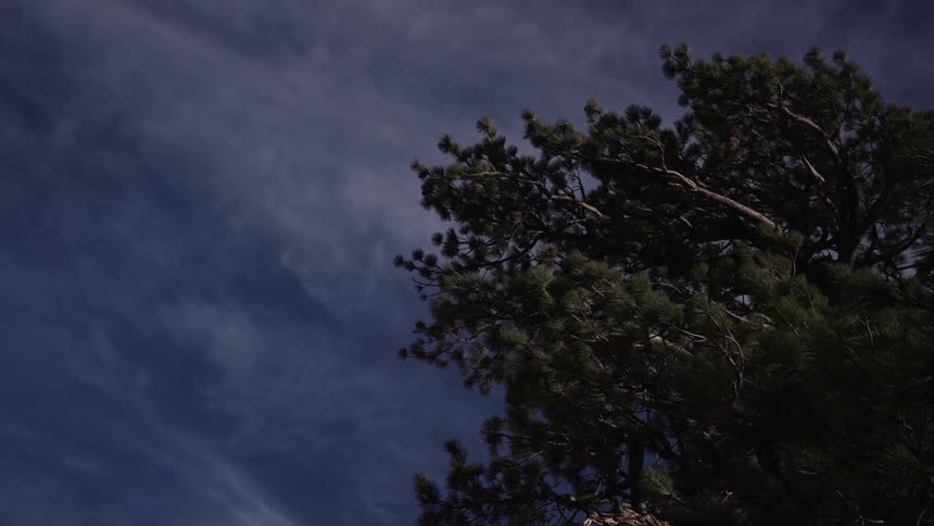 Upward view of a tree against blue sky with clouds
