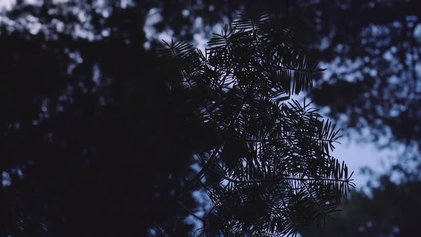 Upward view of the silhouette of leaves on a tree