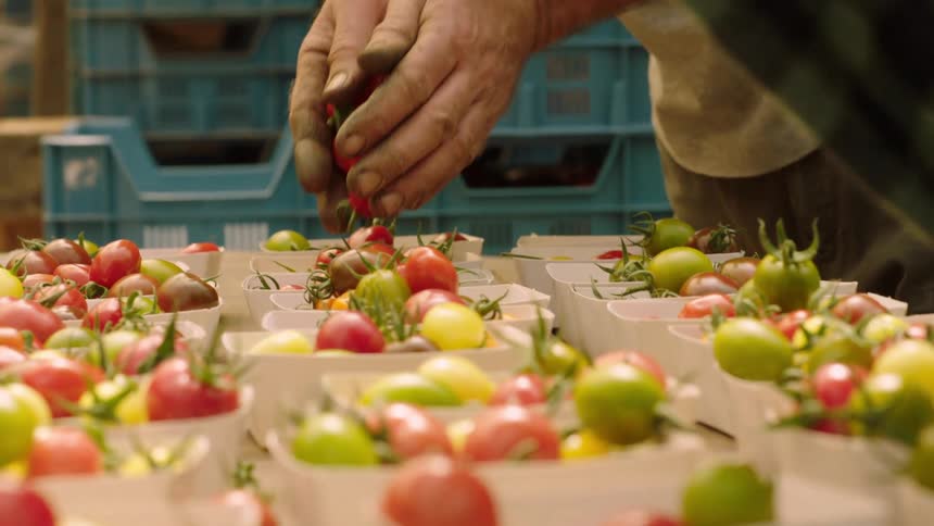 People are sorting the tomatoes