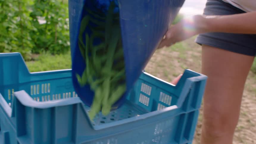 A person pours green beans into cartons
