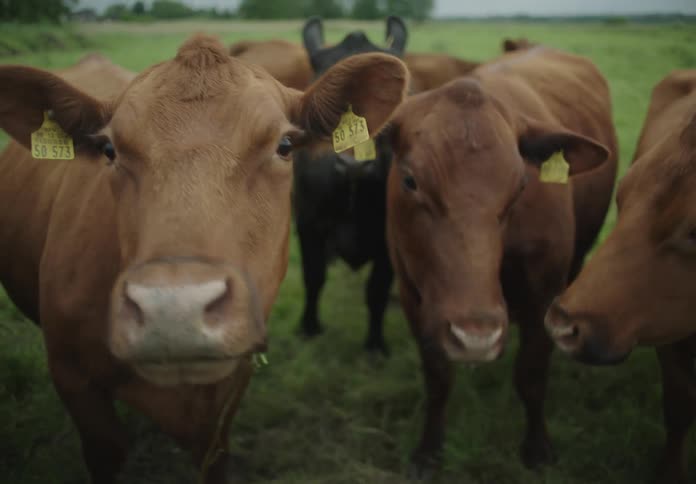 The herd of cows move around in the grass