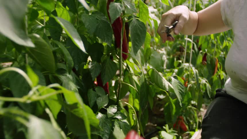 A woman in a farm choosing large peppers to cut off from their plants