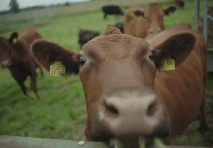 Close up of a cows face with grass in its mouth and other cows in the background in a pasture