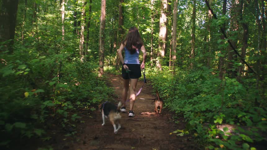 Woman walking two dogs along a forest trail