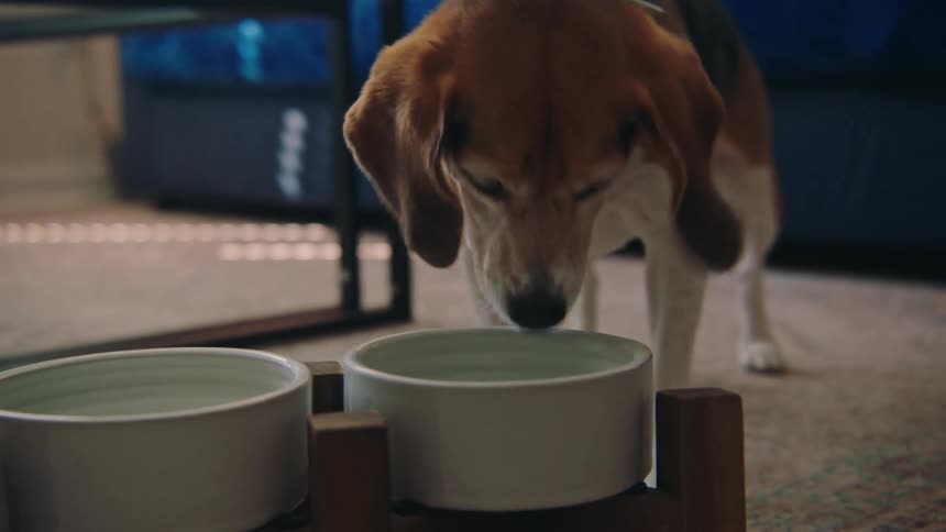 Hand pouring a treat into the bowl and the dog will eat it right away