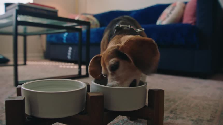 Dog eating food from a bowl in the living room