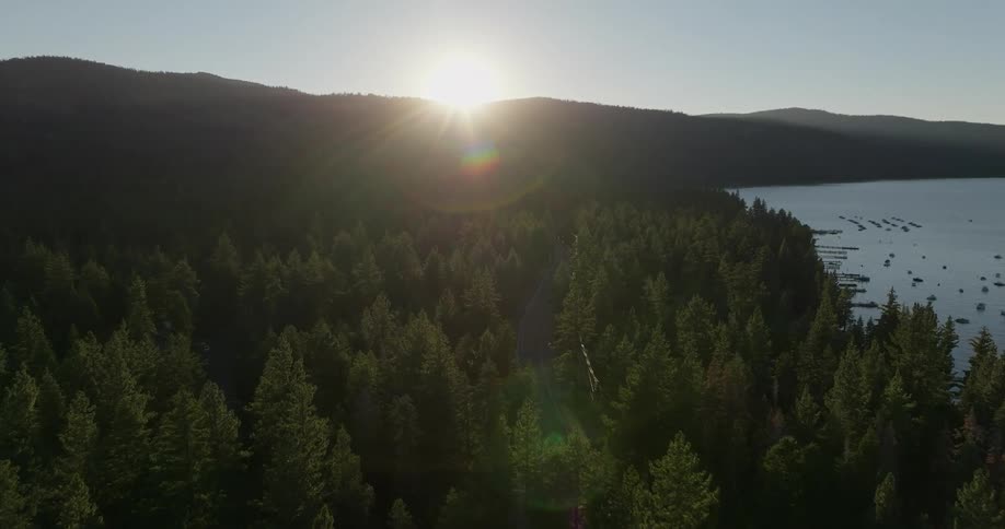 The sun is rising on the large forest