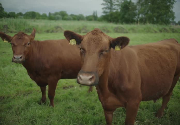 Cattle grazing in a green field on a cloudy day