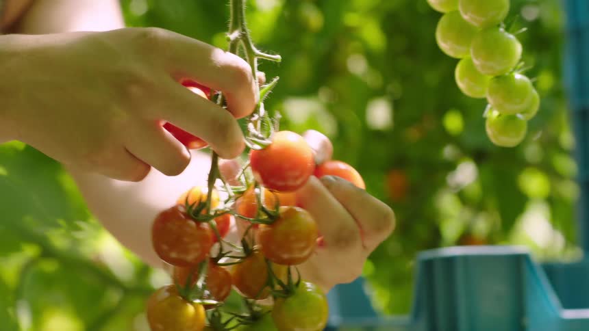 A womans hands picking tomatoes and putting them in a plastic box