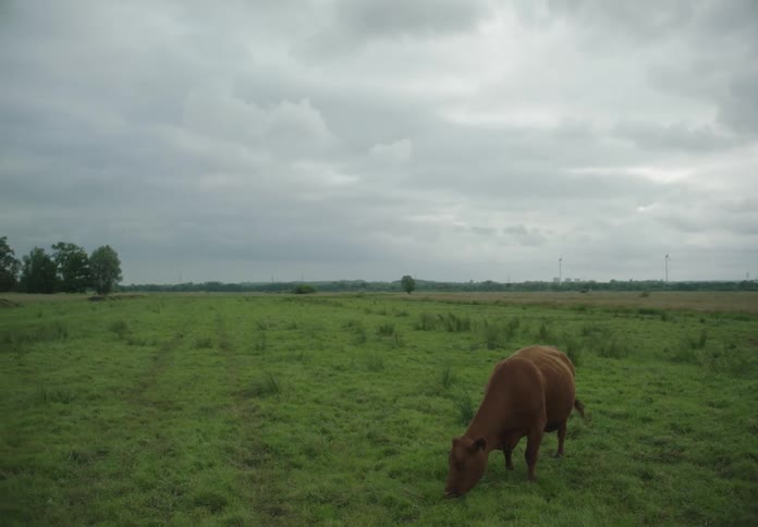 A brown cow grazing in a green field with overcast skies above