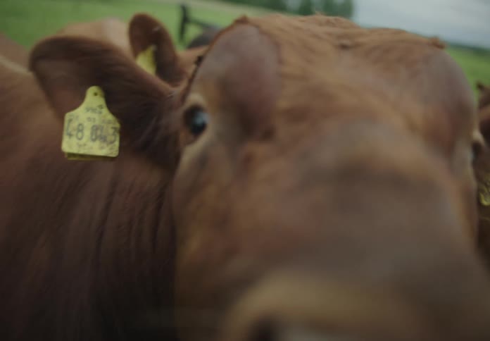 A closeup of a brown cows face with large expressive eyes
