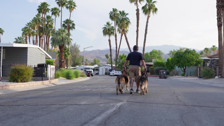 A man walks two dogs down a suburban street