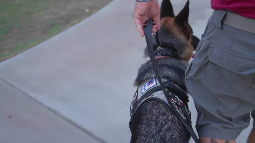 Man walking with a large dog on a leash