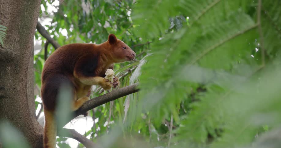 A goodfellows tree kangaroo with a reddishbrown coat eating while perched on a branch among green foliage