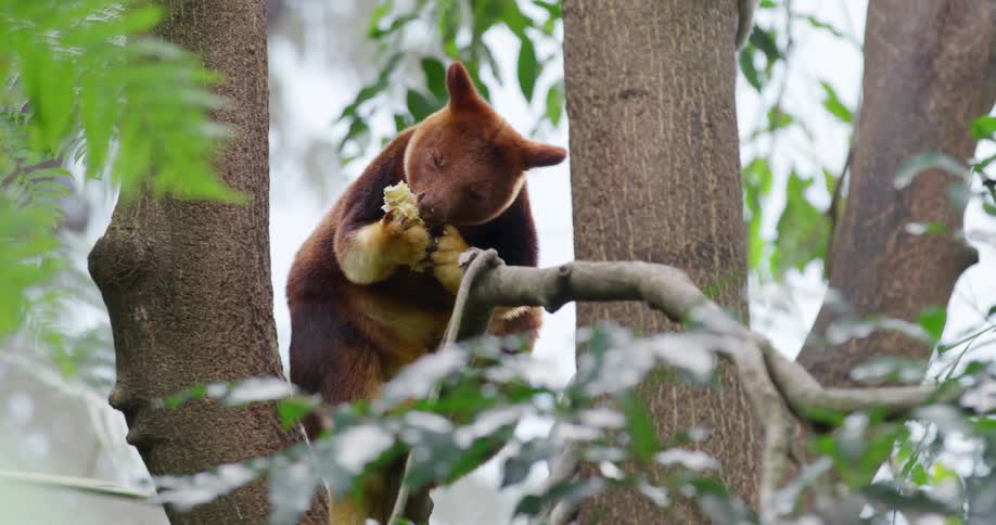 Reddishbrown furred marsupial eating fruit while perched on a branch