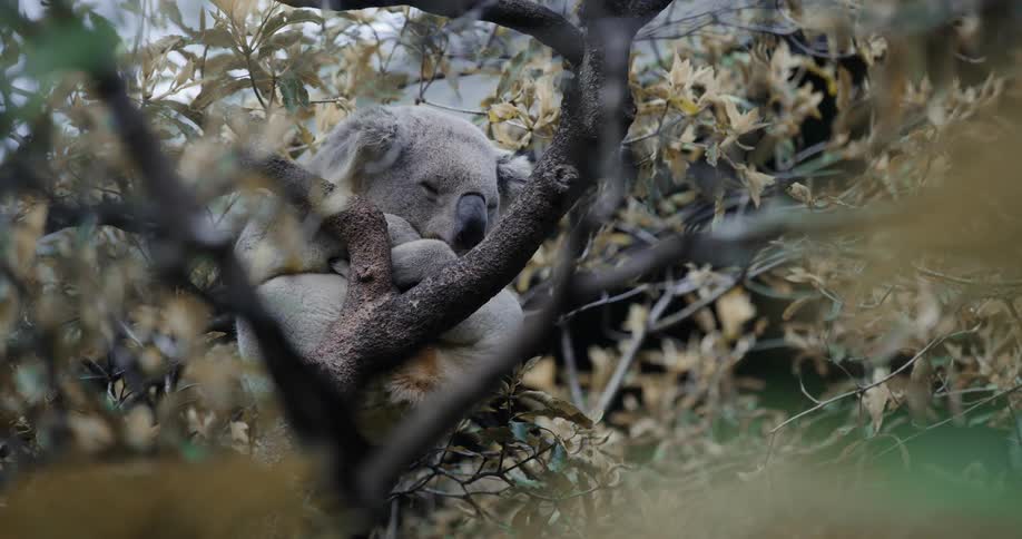 Koala sleeping on a tree trunk
