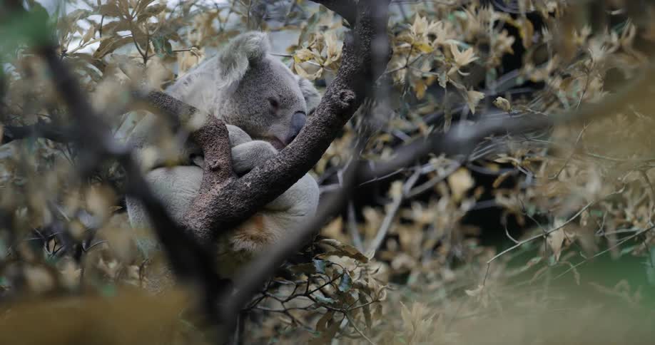 A koala is perched in the tree