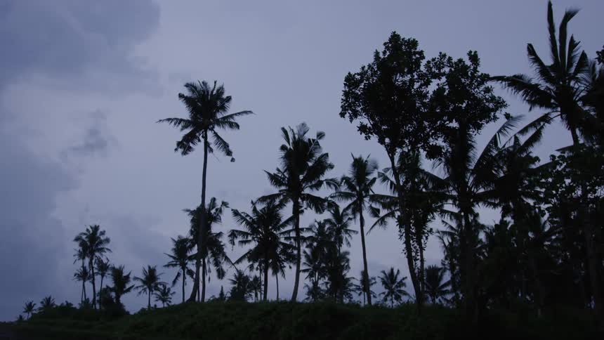 Silhouette of a tropical forest with palm trees against a sky on a cloudy morning