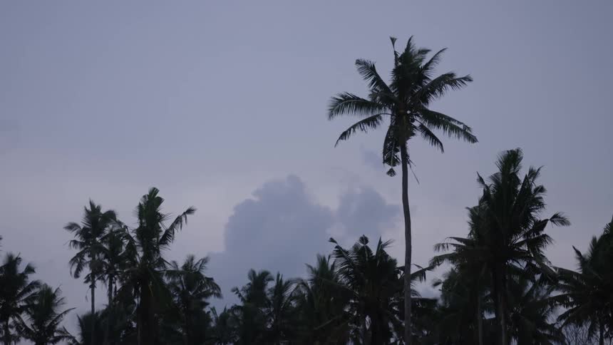 The sun is setting on the palm trees