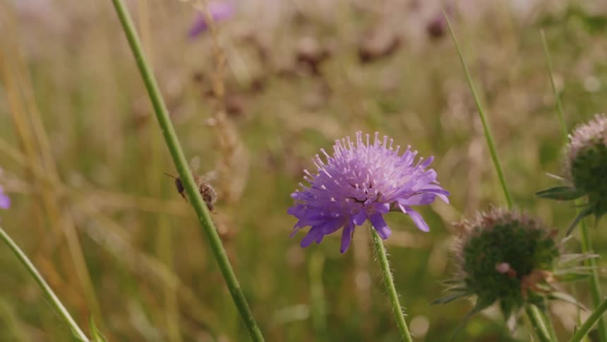 A bee pollinates a flower and flies away