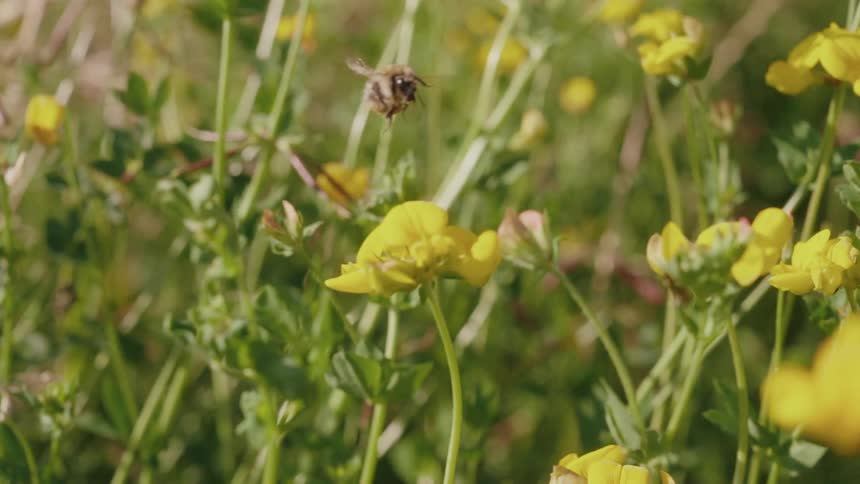 Bees flying from above yellow flowers