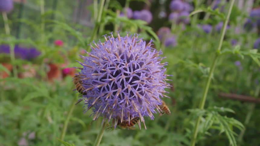 Bees pollinating a purple flower