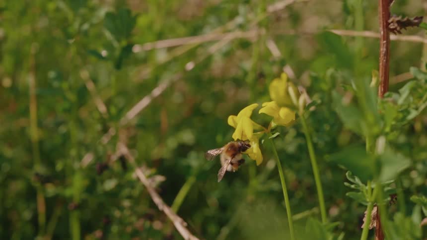 Closeup of a bee perched on a yellow flower