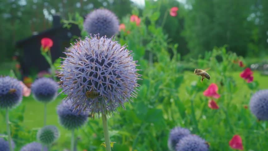 Bees heading towards purple flowers in a garden