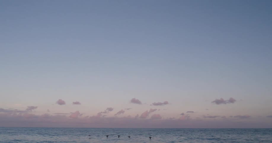 Birds fly low over the water