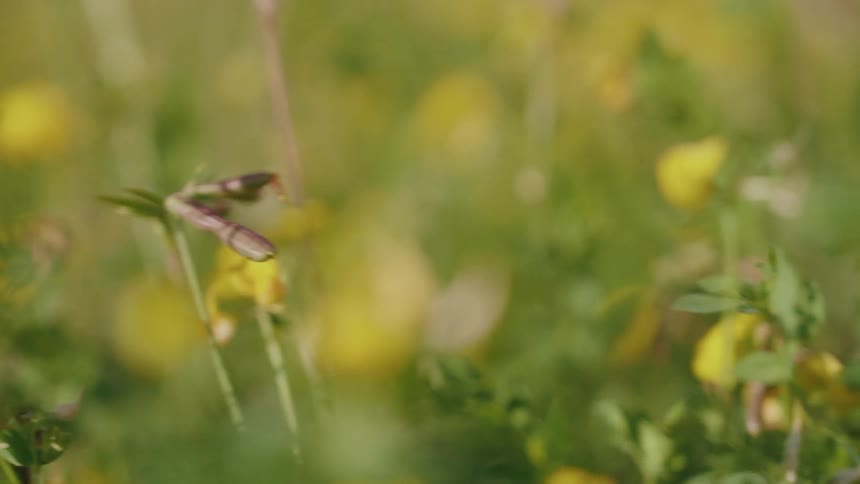 Close up of yellow flowers and green leaves in a garden