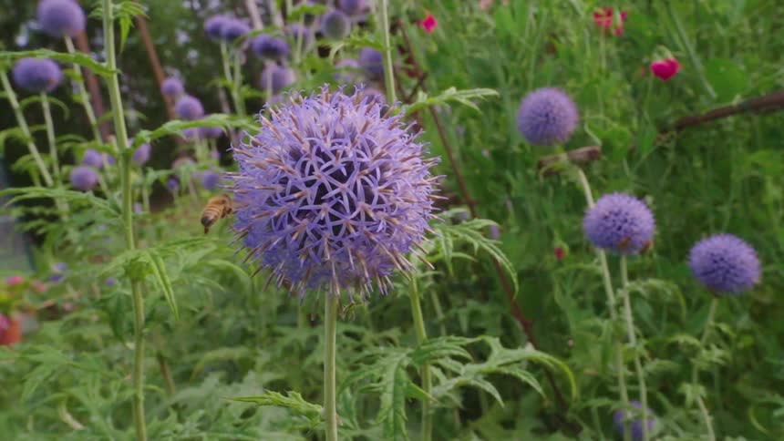 Bee flying around a purple flower