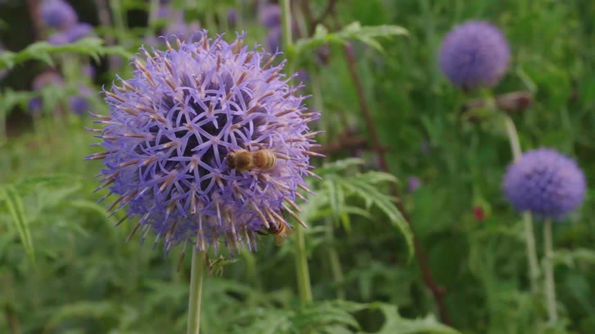 Bees on a purple flower