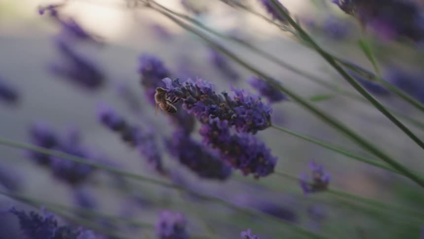 Isolated bee on a purple flower