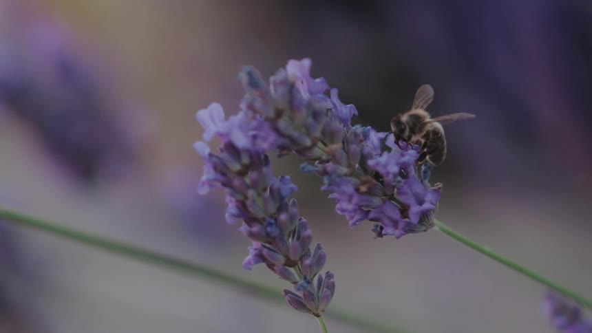 A bee is pollinating a flower