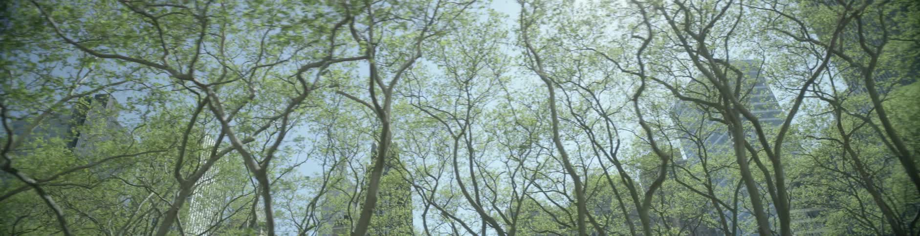 Trees are being filmed as they are past