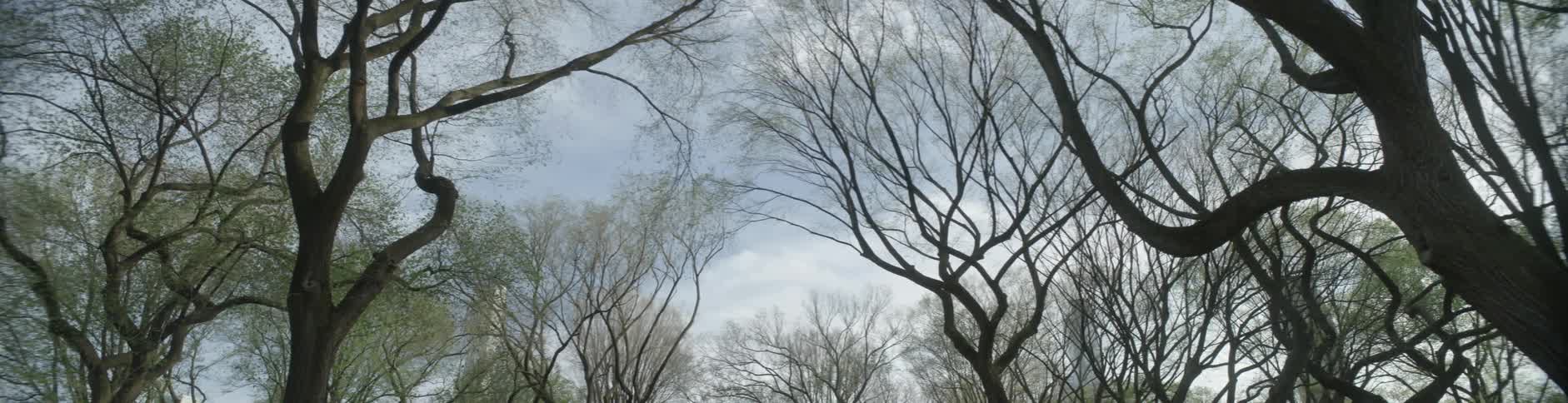 A view of trees near the tops with the sky in the background