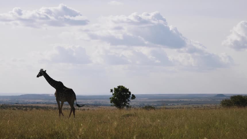 A large giraffe walking on a savannah with beige grass