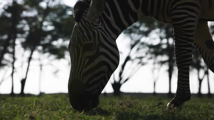 Zebra eating grass