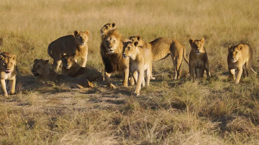 A pride of lions rests and stands in a grassy savanna during the golden hour
