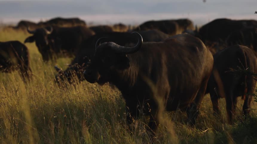 Group of buffaloes in a field with grass