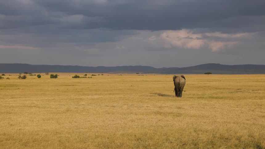The elephant is walking in the distance